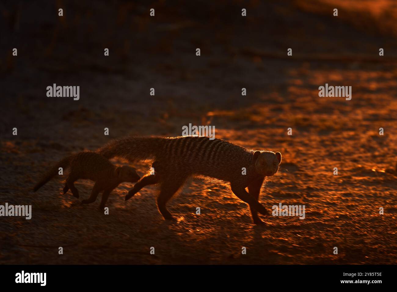 Mungos Mungos, Säugetier aus der Sahelzone bis ins südliche Afrika. Sonnenuntergang am Abend mit Mungos, wildem Tier vom Khwai Fluss in Botswana, Afrika Stockfoto