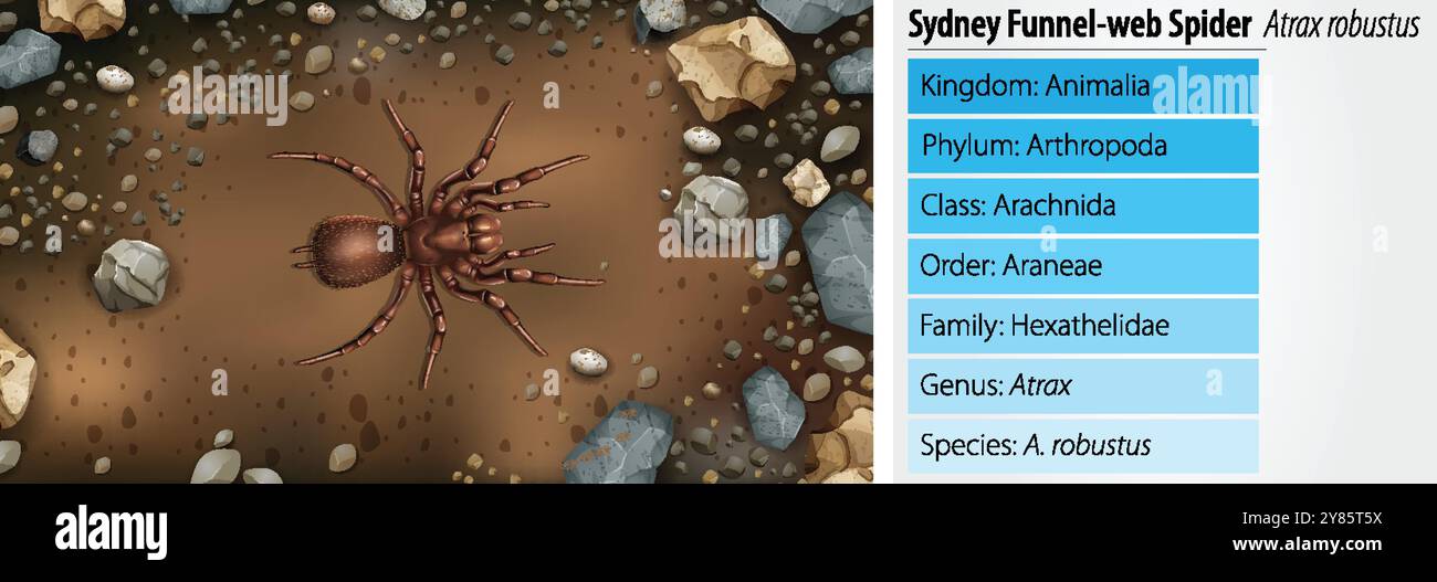 Detaillierter Vektor einer Spinne im Boden Stock Vektor