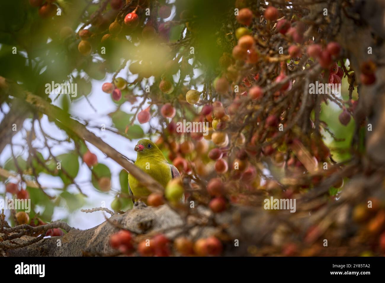 Chobe Green Pigeon, Treron calvus ssp. Schalowi, gelbgrüner Vogel, der rote Fritten am Baum füttert. Afrikanische Taube auf dem Baum. Vogel in der Natur habidisch Stockfoto