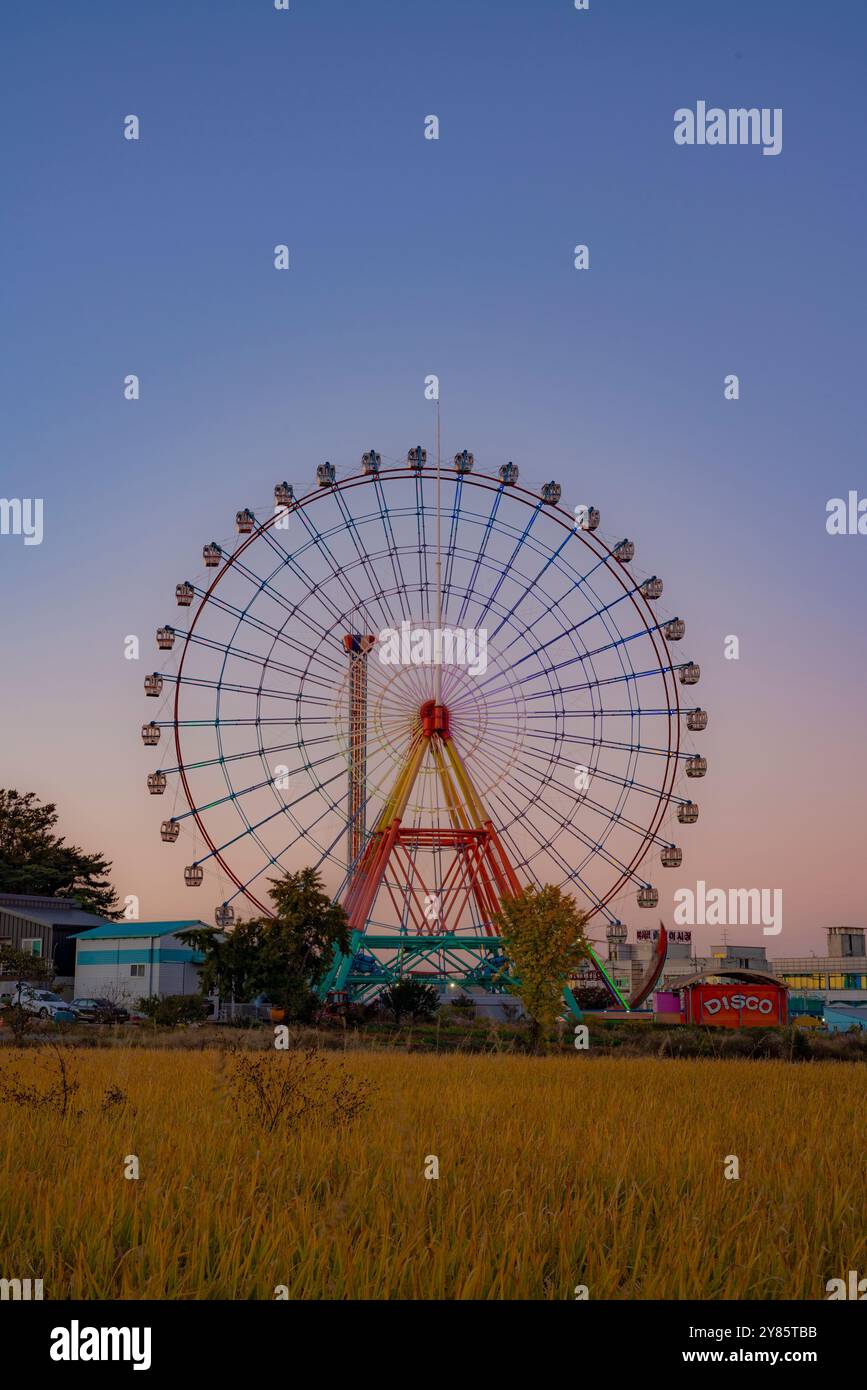 Dieses Foto wurde in der Nähe von Sapgyoho, Dangjin, aufgenommen und zeigt ein pulsierendes Riesenrad, das hoch vor dem Hintergrund einer untergehenden Sonne steht. Die goldenen Reisfelder i Stockfoto