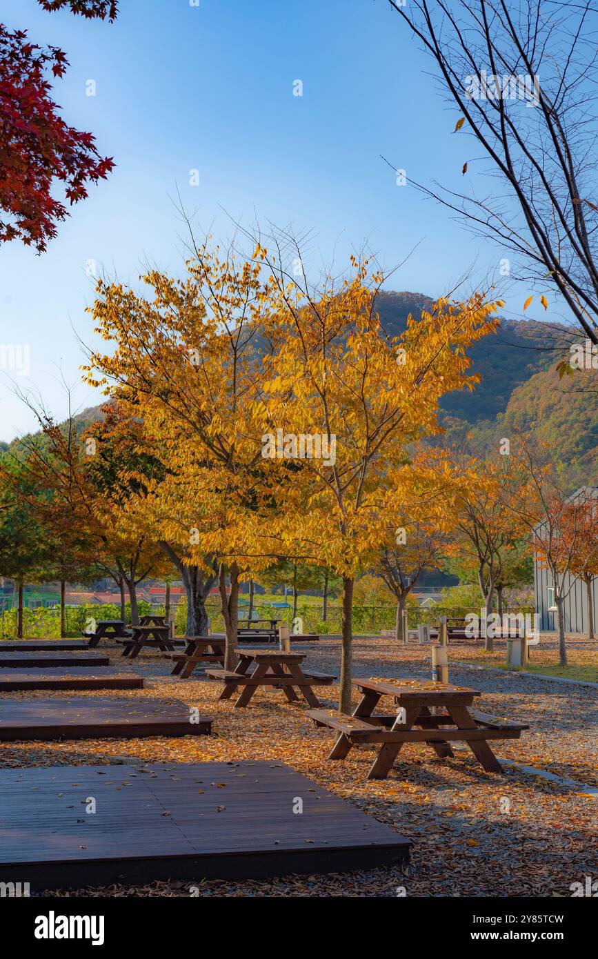 Eine Herbstszene mit goldenen Bäumen und Picknickbänken vor Bergkulisse. Das warme Sonnenlicht verstärkt die lebendigen Farben der Landschaft. Stockfoto