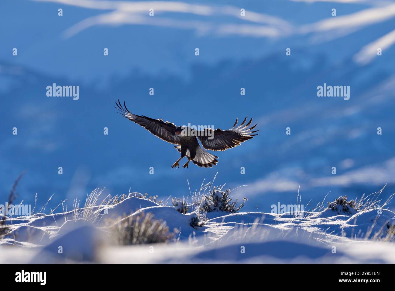 Die Tierwelt Patagoniens. Südliche Caracara plancus, im Morgenlicht. Raubvogel fliegen auf Stein. Wildtiere aus der Natur, Südamerika, Torres del Pain Stockfoto