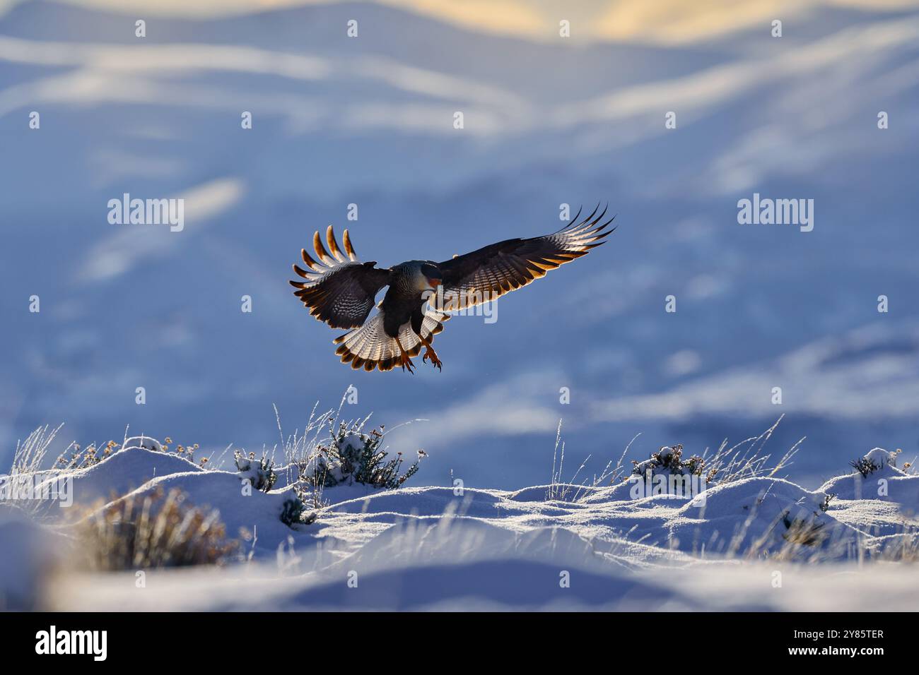 Winterlandschaft mit Vogel. Südliche Caracara plancus, im Morgenlicht. Greifvogel näht auf Stein. Winter in Patagonien. Wildtiere aus der Natur, Stockfoto