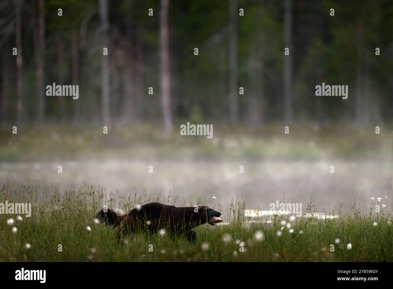 Nebelmorgen mit Wolverine. Finnische Tierwelt. Wolverine im Sommerwald-See-Lebensraum. Ein Tier läuft im goldenen Gras. Wolverinverhalten im hab Stockfoto