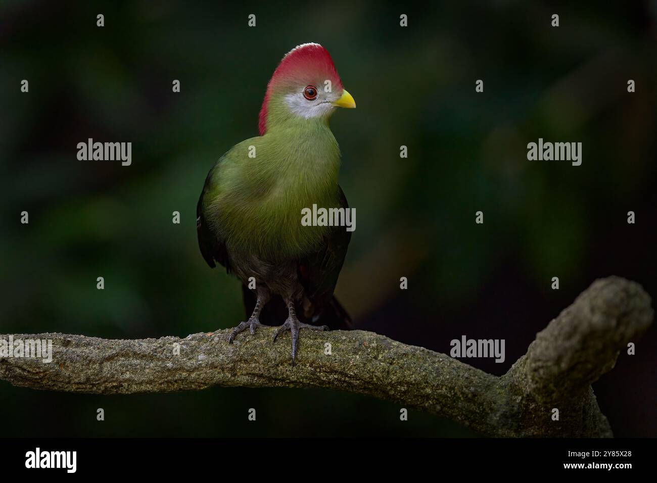Angola Natur, Rotkammturaco, Tauraco erythrolophus, Turaco, Vogel, endemisch im Westen Angolas. Seltener grüner Vogel mit rotem Kopf, im natürlichen Lebensraum Stockfoto