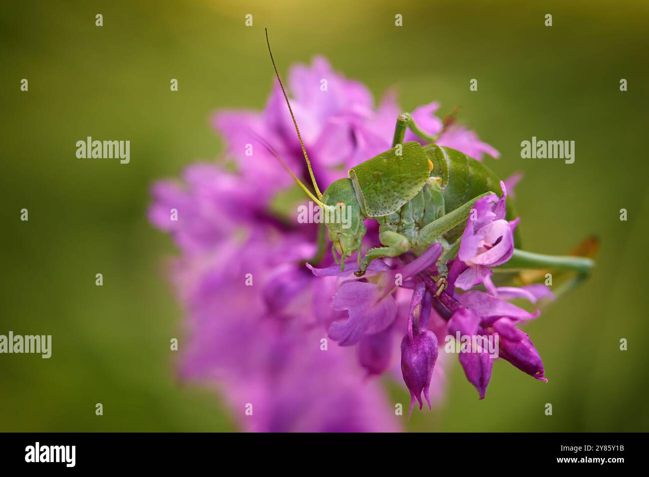 Polysarcus denticauda, Heuschrecken, in der rosa Orchideenblüte, tschechische Natur, Europa. Buschkricket, sommerliche Tierwelt. Stockfoto