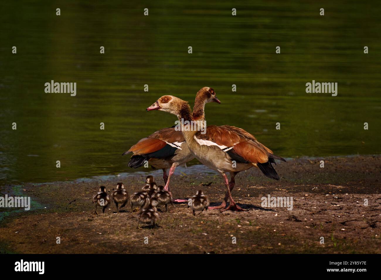 Ägyptische Gans, Alopochen aegyptiaca, Vogel mit junger Gänse. Familienfoto in der Nähe des Vaterflusses in Kuhmo, Finnland. Gans in der Natur habitisch Stockfoto