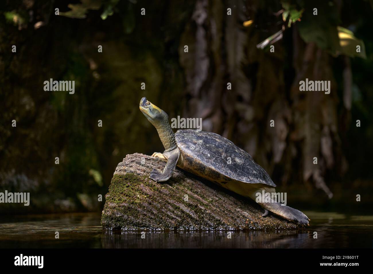 Birmanische Dachschildkröte, Batagur trivittata, endemisch in den Tivers in Myanmar, Asien. Schildkröte im Wasserbaumstamm, Batagur trivittata, in der Natur Stockfoto