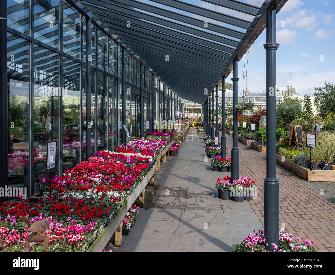 Sommerpflanzen und Blumen im Garden Centre, Beckworth Emporium, Mears Ashby, Northamptonshire, Vereinigtes Königreich; Teil der Blue Diamond Kette Stockfoto