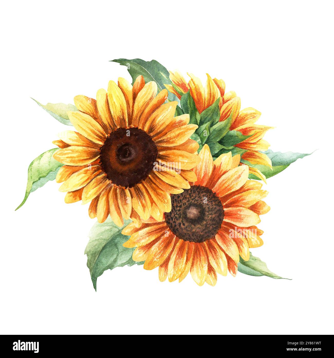 Zusammensetzung von gelben Sonnenblumen, lebendige große jährliche Forb Pflanze. Handgezeichnete botanische Aquarellillustration Stockfoto