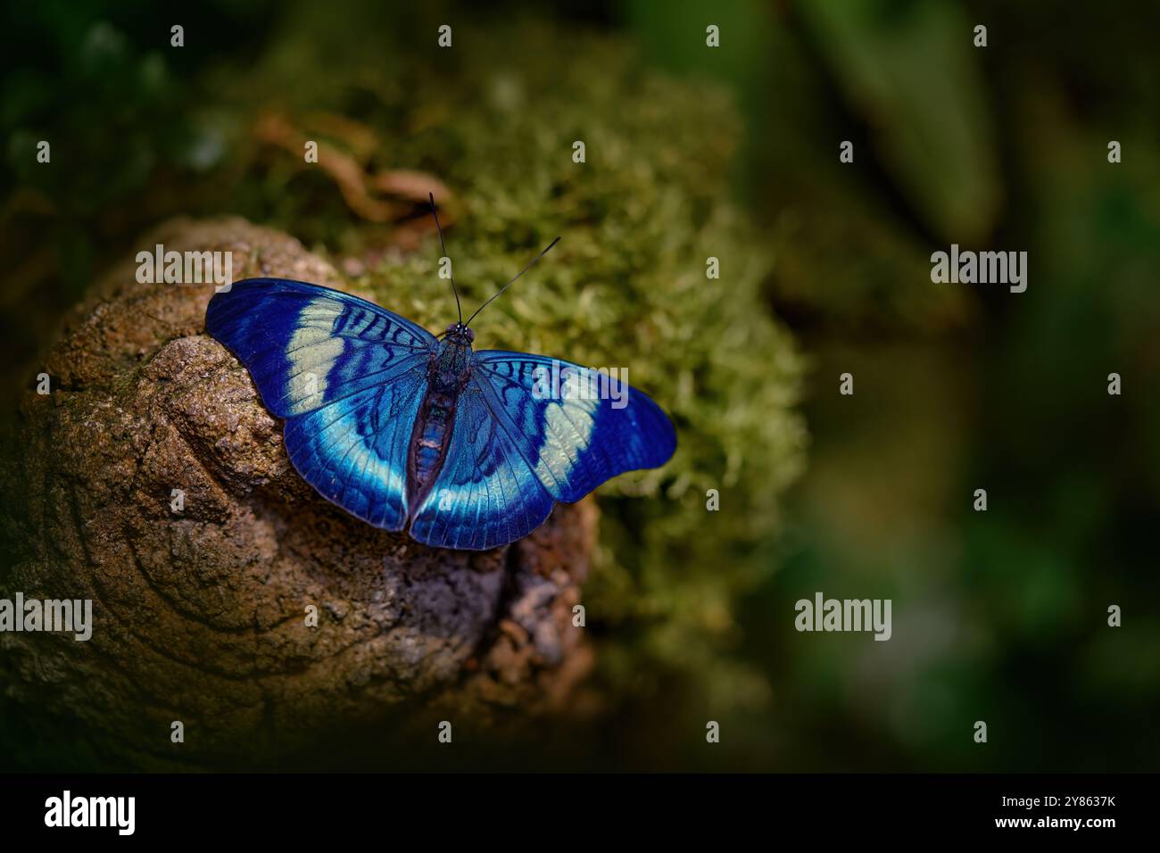 Procilla Beauty, Allheilmittel Procilla, blauer Schmetterling aus Ecuador. Blaues, schönes Insekt in der Natur, Schönheit auf dem grünen Blatt im Wald. Natur Stockfoto