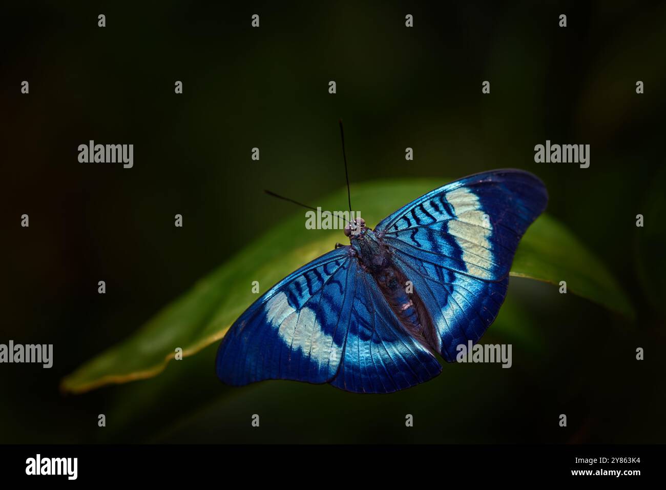 Procilla Beauty, Allheilmittel Procilla, blauer Schmetterling aus Ecuador. Blaues, schönes Insekt in der Natur, Schönheit auf dem grünen Blatt im Wald. Natur Stockfoto