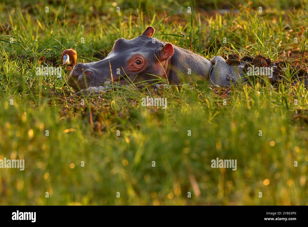 Afrika, Tierwelt, flusspferd, grünes Gras, Regenzeit, Sonnenuntergang. Afrikanische Landschaft mit Nilpferd. Hippopotamus amphibius capensis, mit Abendsonne, Tier rein Stockfoto