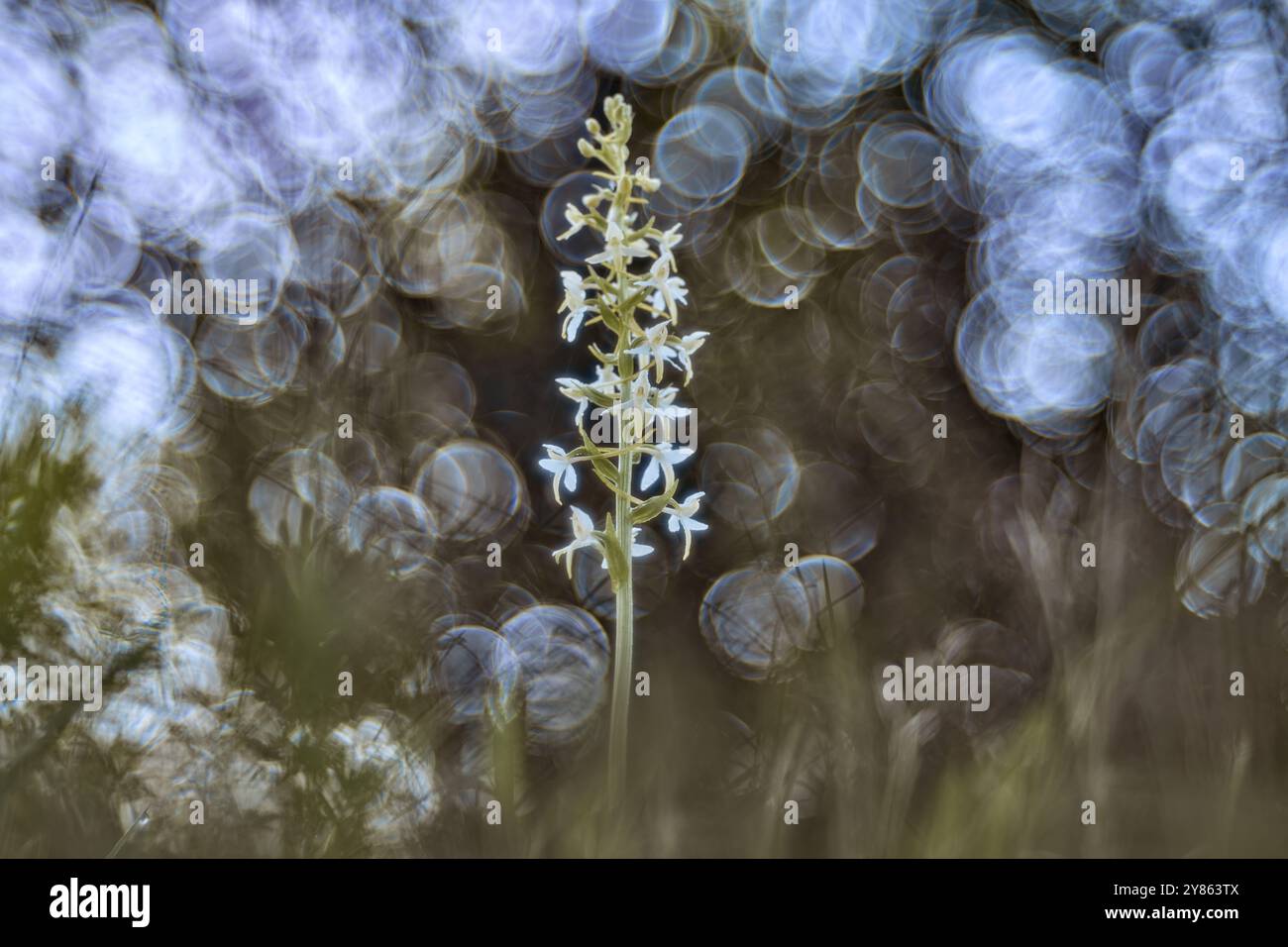 Kleine Schmetterlingsorchidee, Platanthera bifolia, blühende europäische Landorchidee im Naturraum, detailreiche Blüte mit Waldlicht im Hinterland Stockfoto