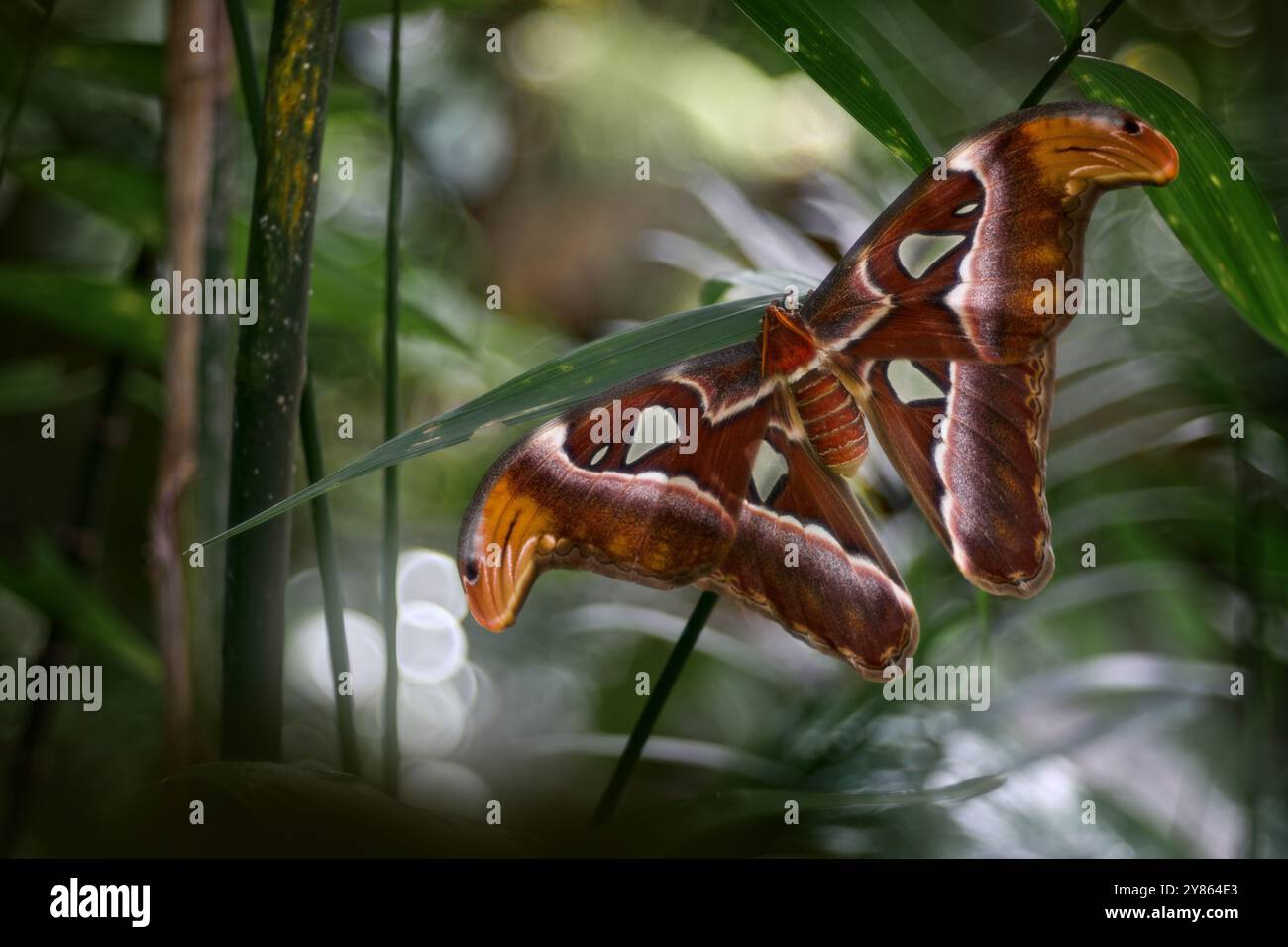 Riesen-Atlas Moth-aka, Attacus atlas Habitat. Schmetterling, der auf dem grünen Blatt im natürlichen Lebensraum sitzt. Großer Schmetterling im tropischen Wald, Indien Wildlif Stockfoto