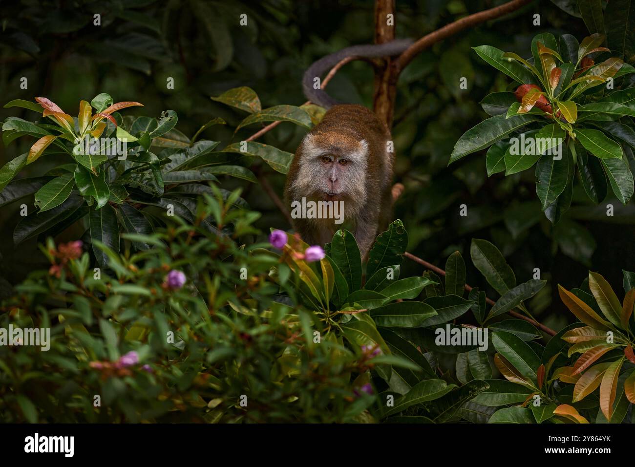 Wilder Affe in rosa Blütenbaum. Macaca fascicularis, Langschwanzmakaken, im natürlichen Dschungelwald Habitat Bako NP, Borneo in Malaysia. Mac Stockfoto