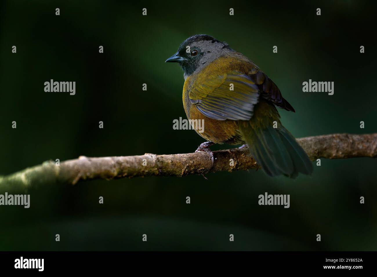 Großer Finch, Pezopetes capitalis, sitzt auf dem orange-grünen moosigen Zweig. Tierwelt in Costa Rica, Bergvogel im dunkelgrünen Wald, Stockfoto