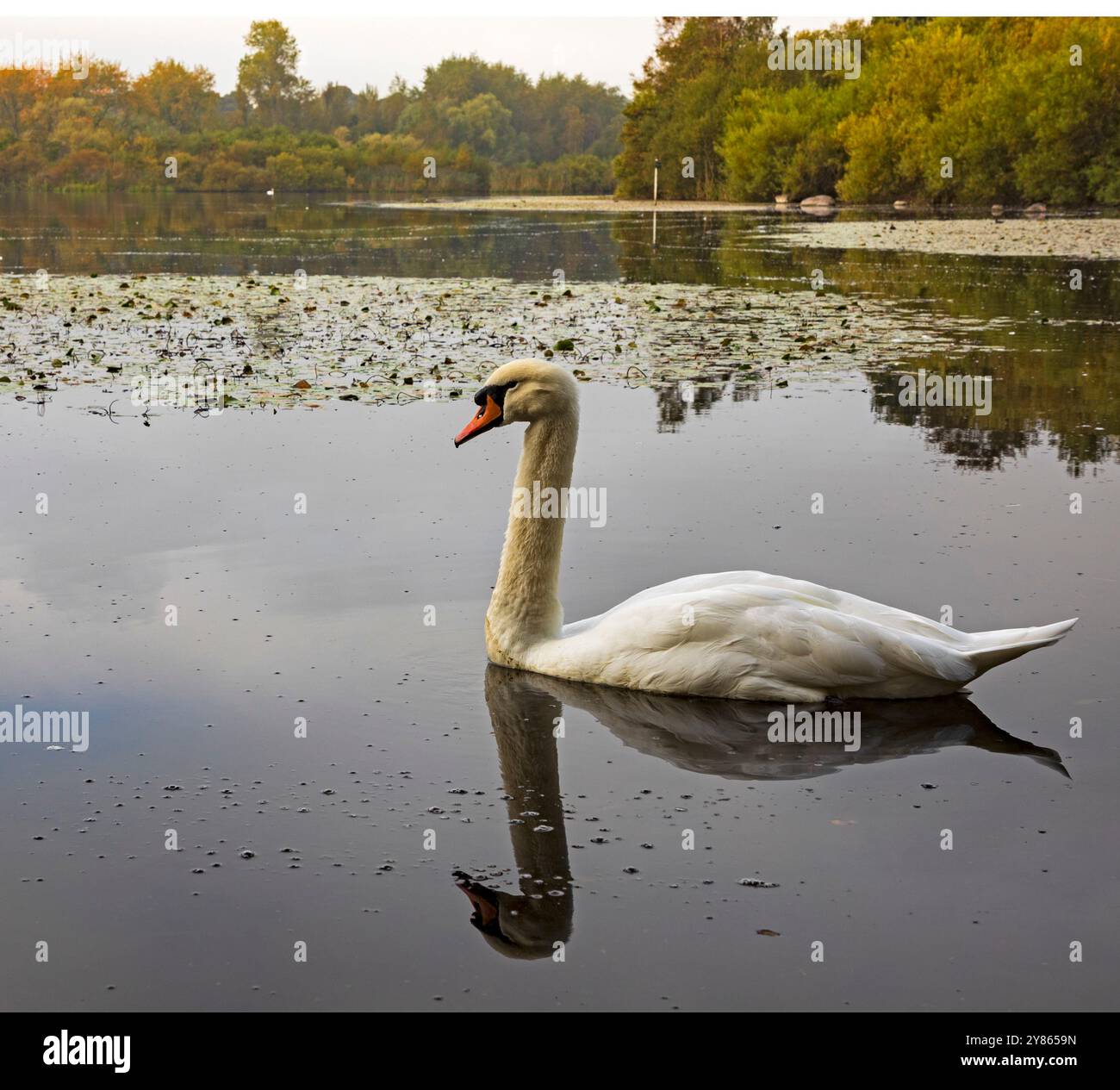 Duddingston Loch, Edinburgh, Schottland, Großbritannien. Oktober 2024. Herbstliche Reflexion eines Mute Swan (Cyngnus olor) auf der ruhigen Oberfläche des Stadtlochs, umgeben von Laubbäumen, die ihre herbstlichen Farben zeigen. Morgentemperatur 8 Grad Celsius nach einem nebeligen Start. Stockfoto