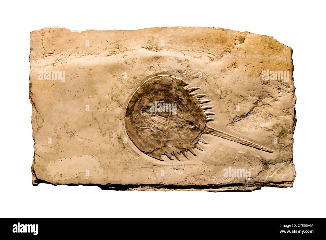 Wassertierfossilien, Mesolimulus Walchi oder Hufeisenkrebse Fossilien in Stein isoliert auf einem weißen Hintergrund Stockfoto