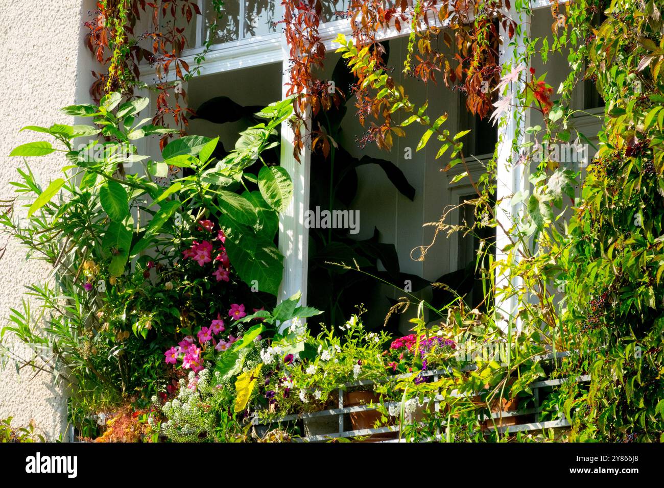 Immergrüne Pflanzen wachsen auf kleinem Garten Balkon Appartement Fenster Berlin Deutschland Europa Stockfoto
