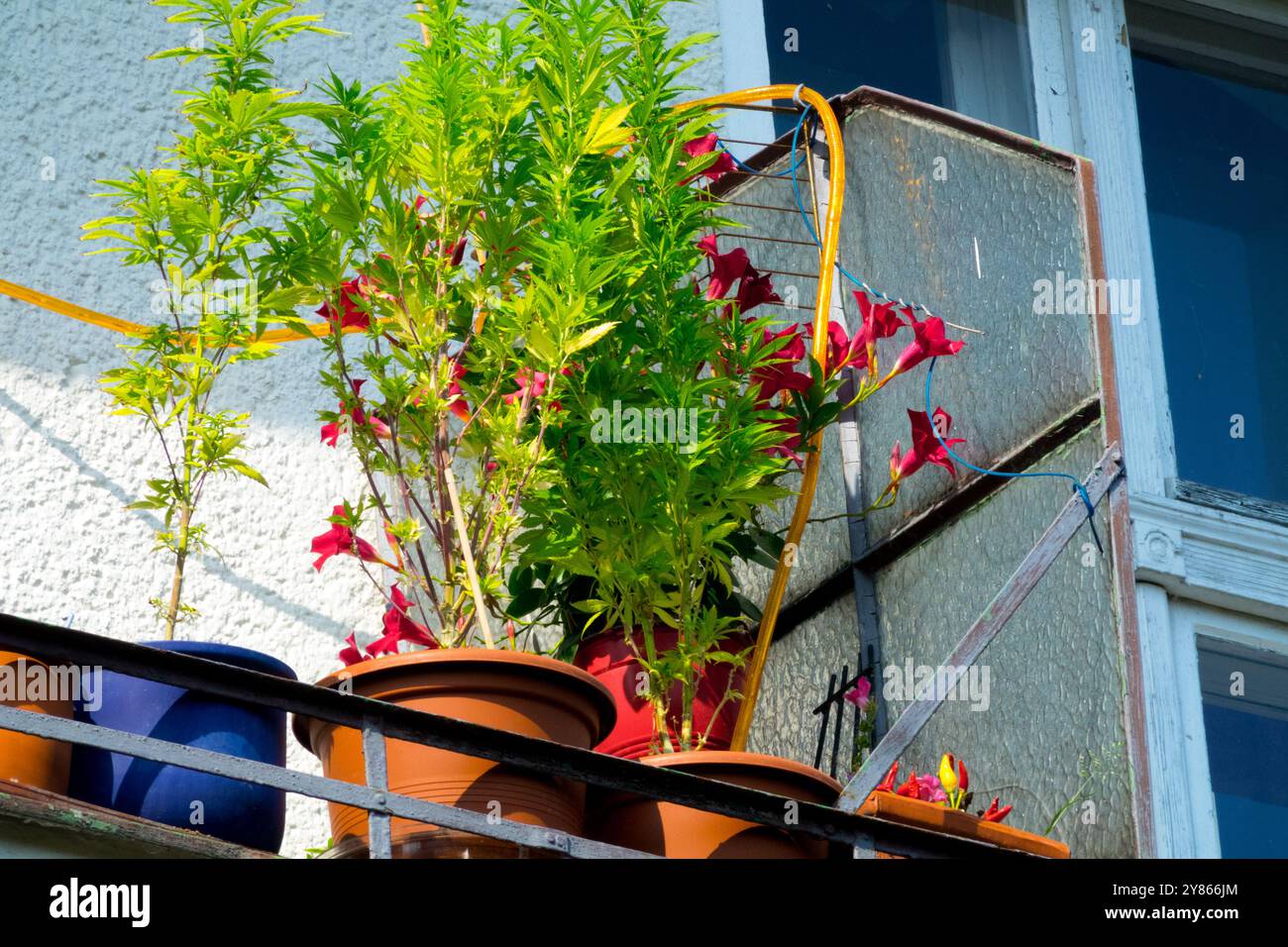 Cannabis Kräuter Pflanzen Pflanzen Pflanzen Balcony Grow Kräuter Kräuter Pflanzen Pflanzen Pflanzen Pflanzen Kräuter Growth Pflanze wächst in Topf Töpfe Blumentöpfe Kreuzberg Berlin Balkone Blumen Stockfoto