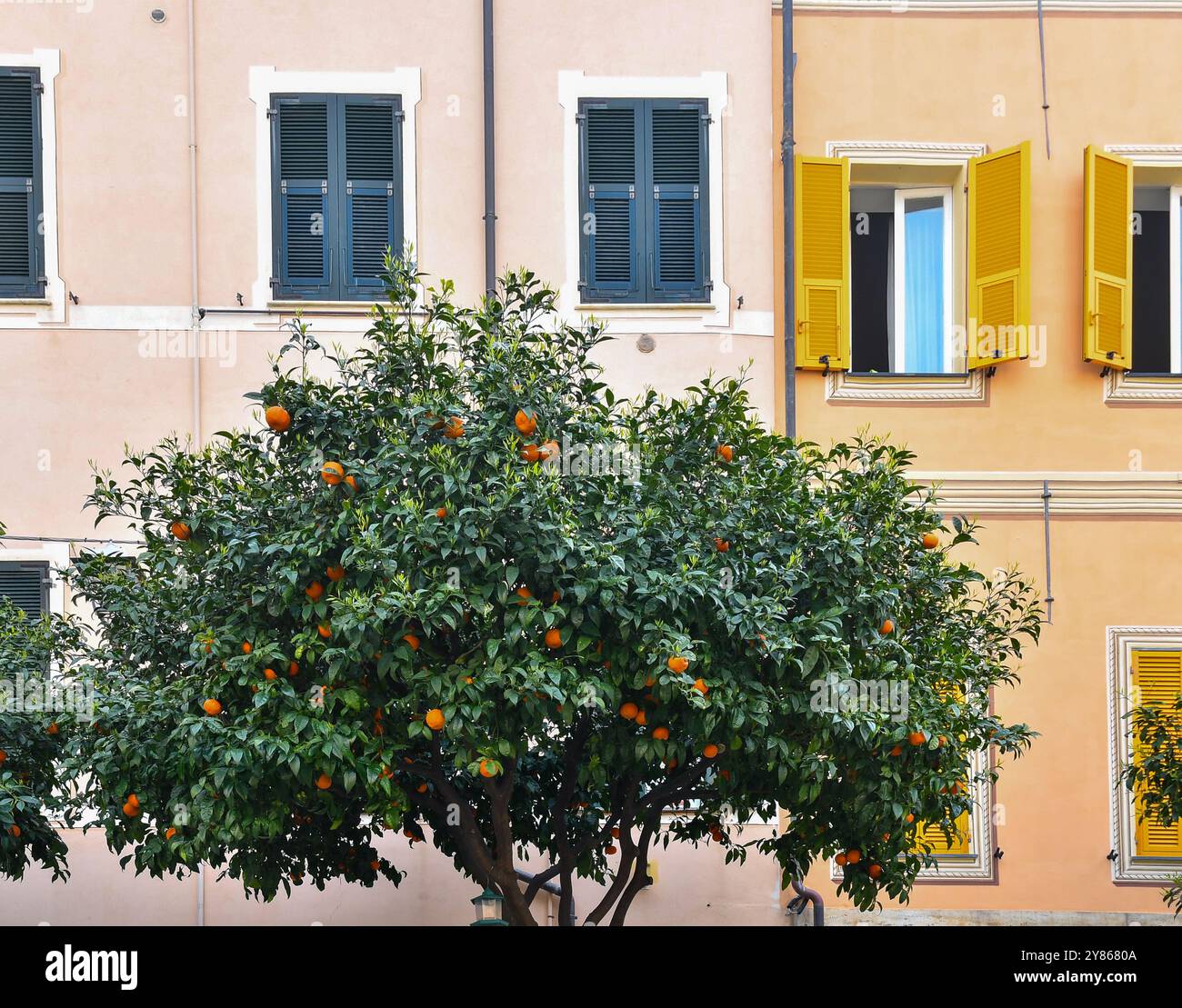 Die Krone eines Orangenbaums voller Früchte vor alten Häusern in Pastellfarben, Laigueglia (Savona), Ligurien, Italien Stockfoto