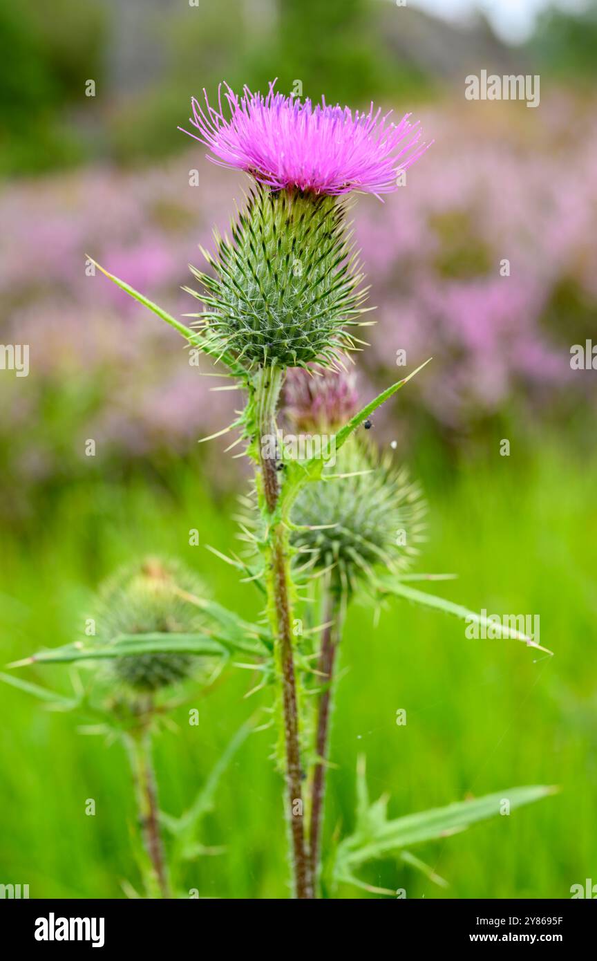 Nahaufnahme einer gewöhnlichen Distel (Cirsium) mit rosa Blüten auf einer Insel in Südnorwegen. Stockfoto