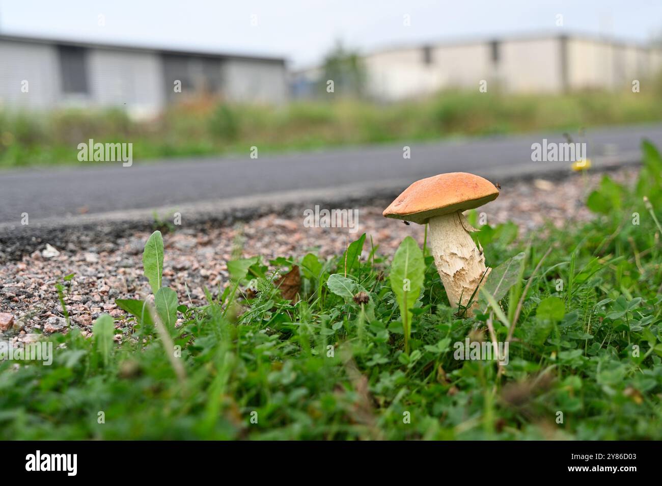 Das Bild zeigt einen einzelnen Orangenpilz, der in der Nähe einer Straße auf einem Stück Gras und Kies wächst. Im Hintergrund gibt es Industrieanlagen Stockfoto