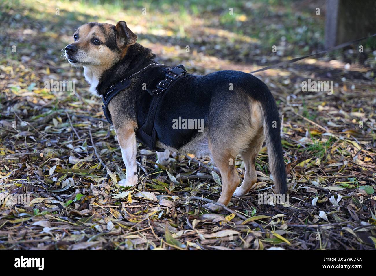 Dieses Foto zeigt einen kleinen, gemischten Hund, der draußen steht und wachsam aussieht, während er ein schwarzes Gurtzeug trägt. Der Hund steht auf einem Bett aus Herbstl Stockfoto