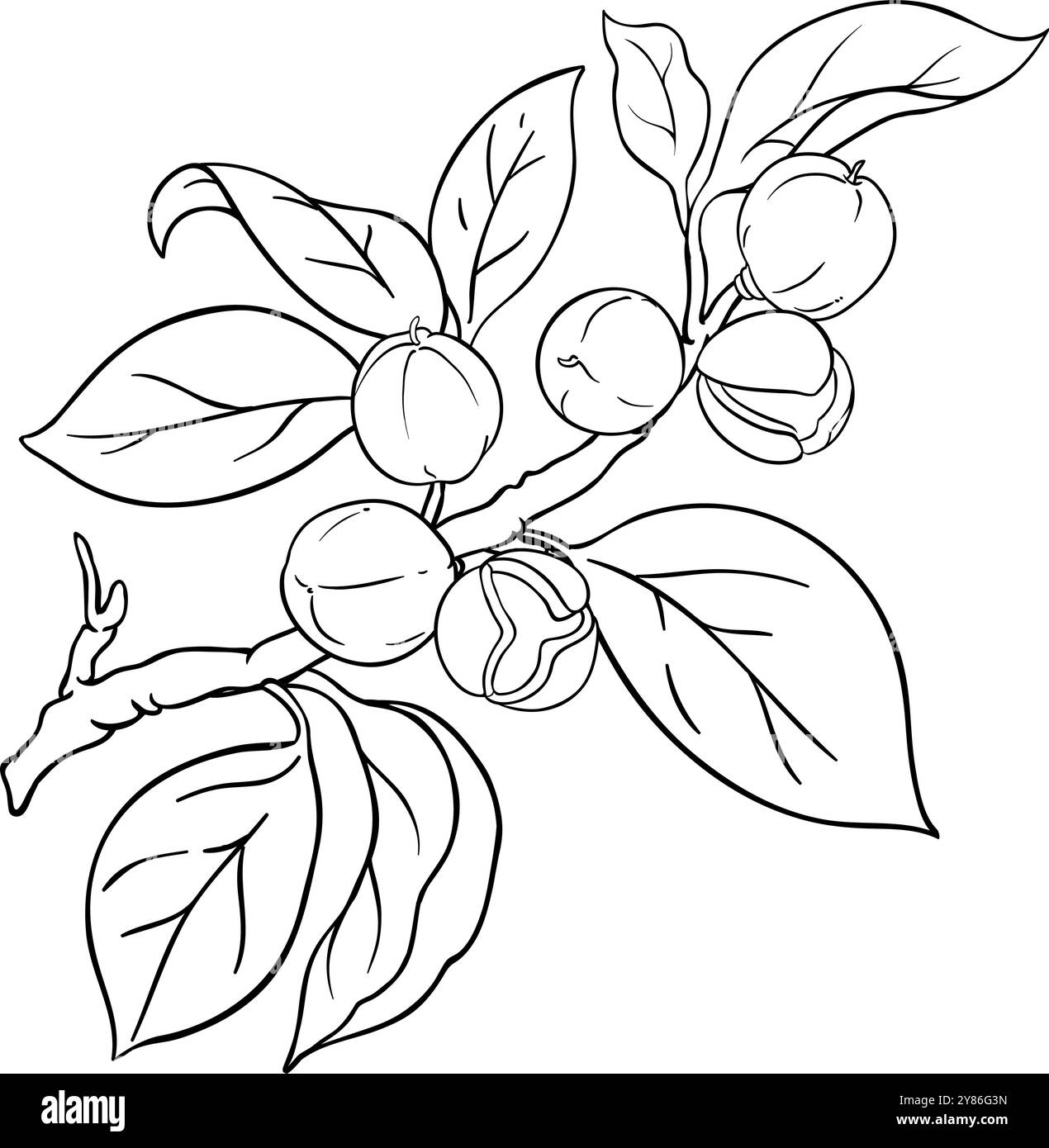 Camelia Branch mit Beeren, Umrissdarstellung. Stock Vektor