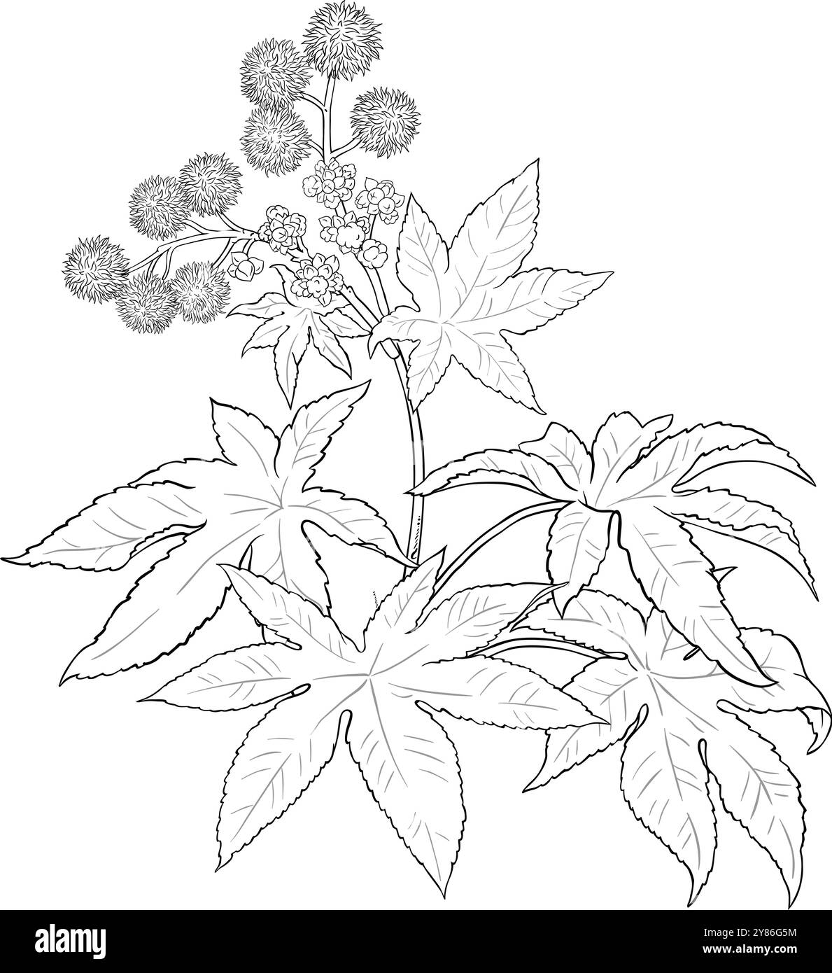 Castor Pflanze mit Blumen und Outline Illustration Stock Vektor