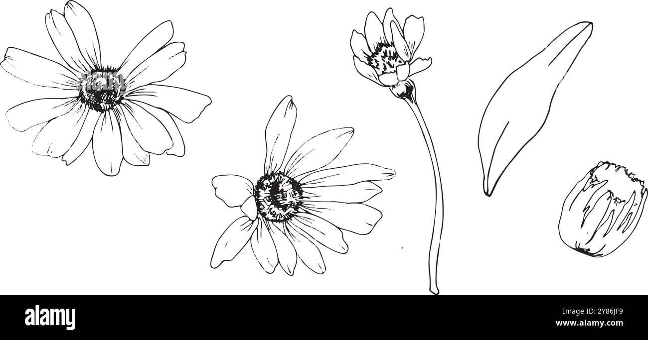 Schwarze Silhouetten, wenn Kamillenblüte mit Blätter Vektor Illustration. Handgezeichnete Botanik-Grafik, wildes Blumenelement für Medizin-Teepackung Stock Vektor