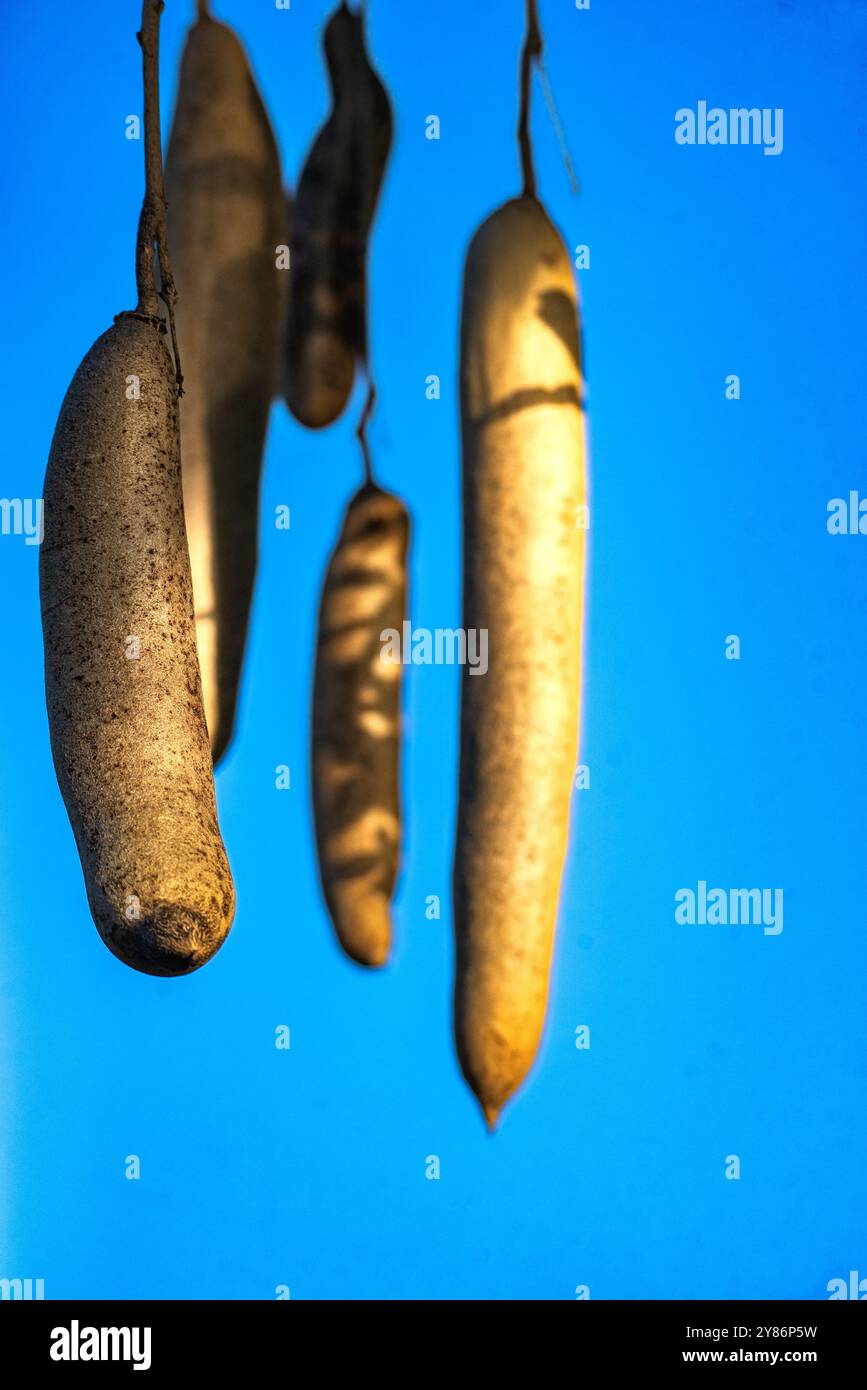 Wurstbaumfrüchte im Murchison Falls National Park Stockfoto