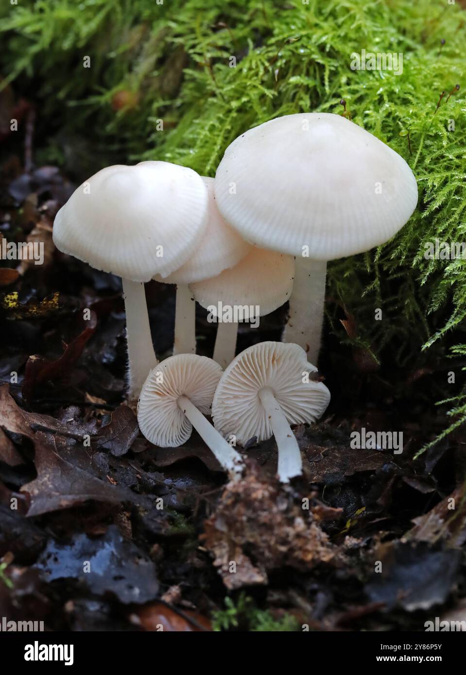 Weiße Fliederhaube, Mycena pura var. alba, Mycenaceae. Bricket Wood, Hertfordshire, Großbritannien. Stockfoto