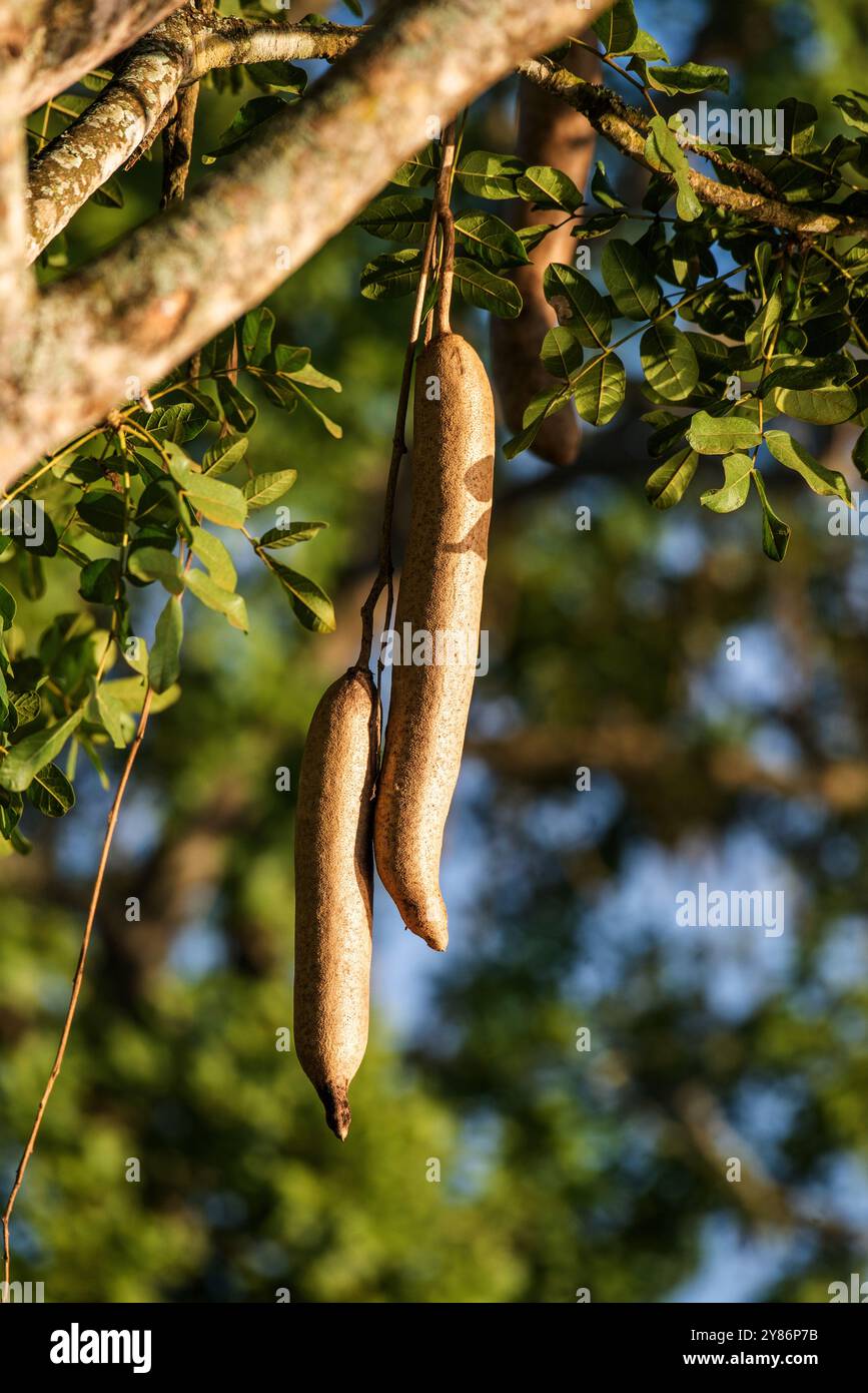 Wurstbaumfrüchte im Murchison Falls National Park Stockfoto