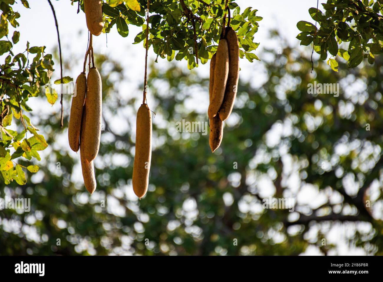 Wurstbaumfrüchte im Murchison Falls National Park Stockfoto