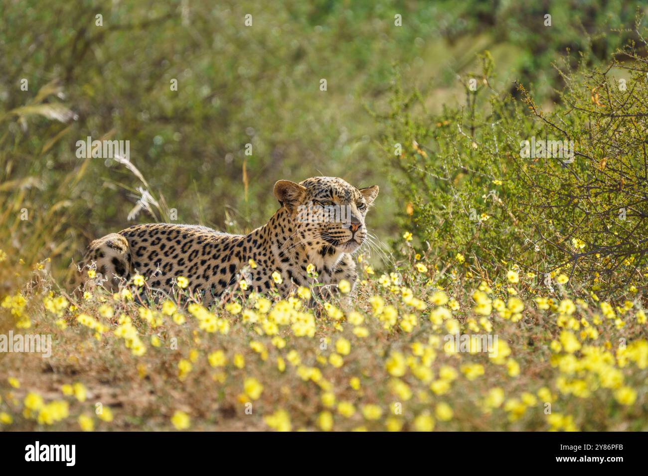 Leopard (Panthera pardus) liegt in einem gelben Blumenfeld und beobachtet eine Herde Oryx. Kalahari Wüste, Südafrika Stockfoto