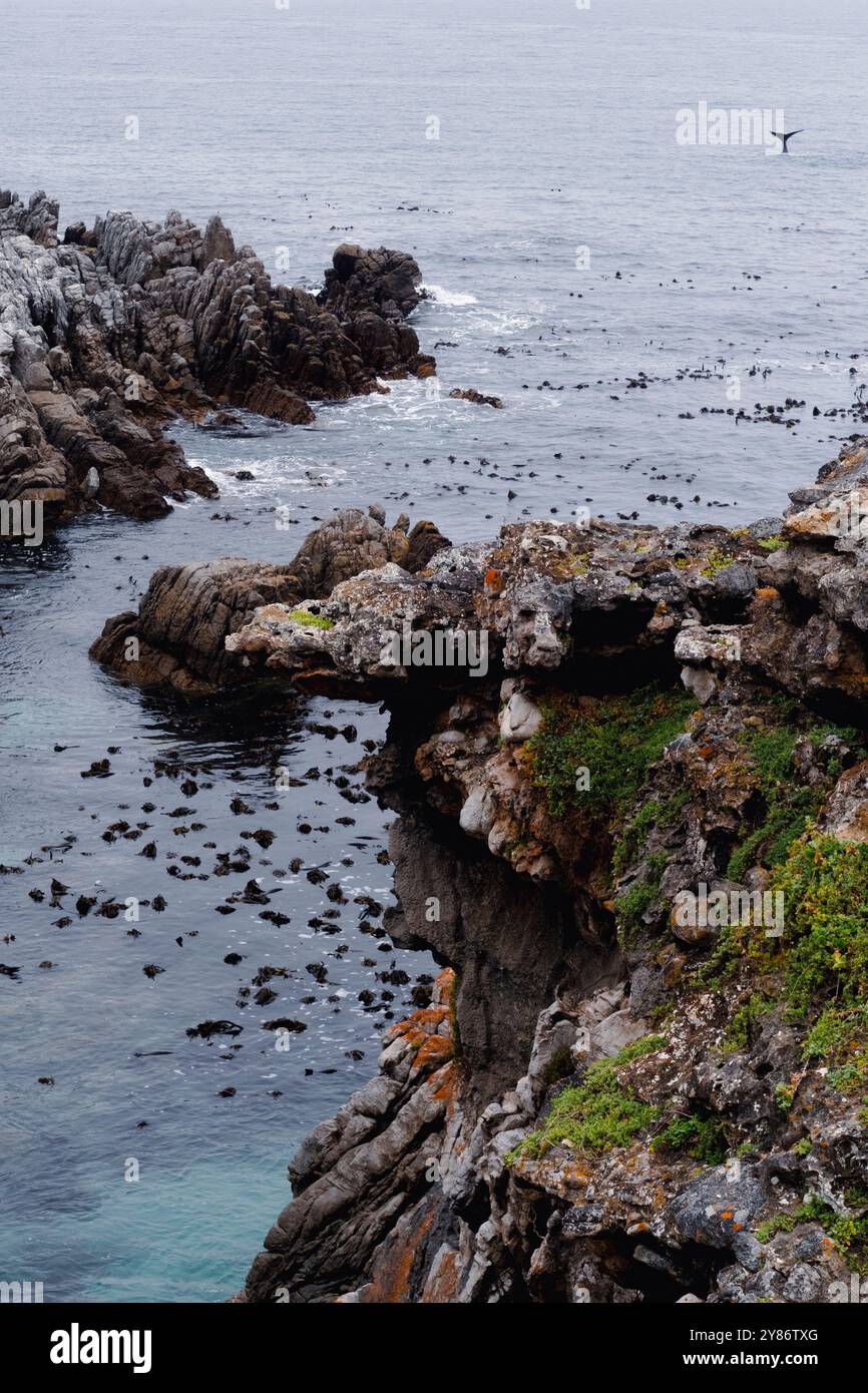Whale Tail sichtbar in der Ferne mit zerklüfteten Felsen und Terrein im Vordergrund in de Kelders, Westkap, Südafrika. Stockfoto