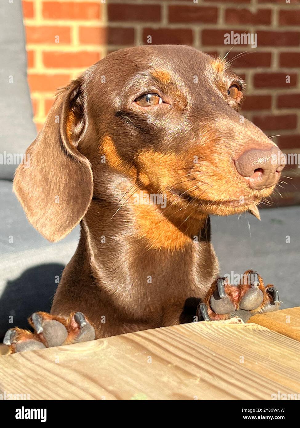 Schokoladen-Miniatur-Dackelhündchen im Sonnenlicht. Stockfoto