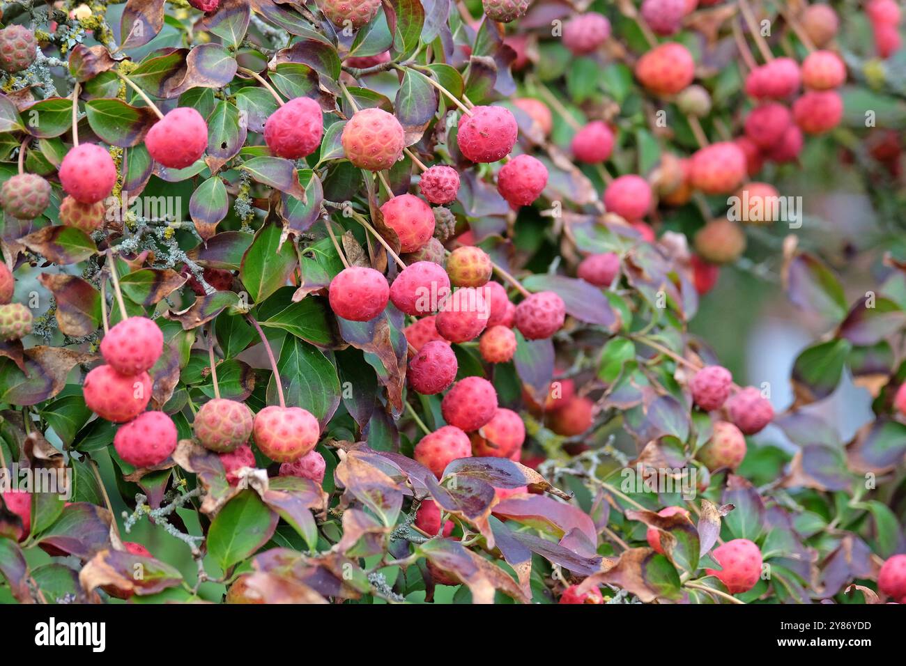 Die rote Beerenfrucht des Cornus kousa Hartholzbaums. Stockfoto