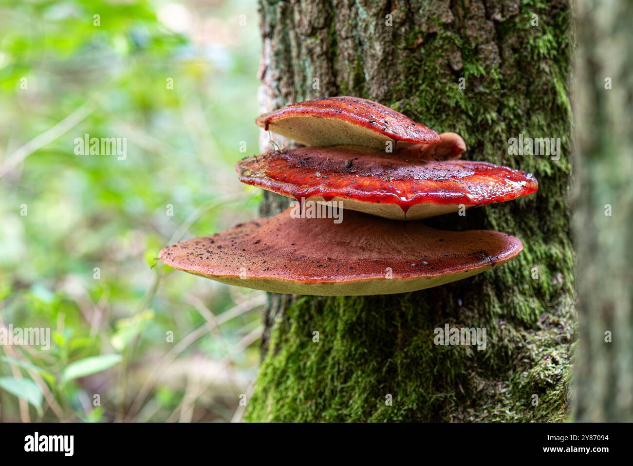 Fistulina hepatica, allgemein bekannt als Beefsteak-Pilz, Beefsteak polypore oder Zungenpilz, ist ein ungewöhnlicher Bügel-Pilz. Stockfoto