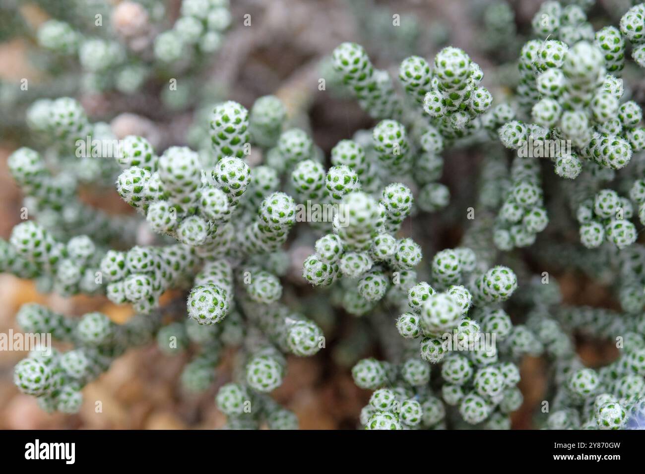 Alpenstrauch Ozothamnus coralloides oder Korallenstrauch. Stockfoto