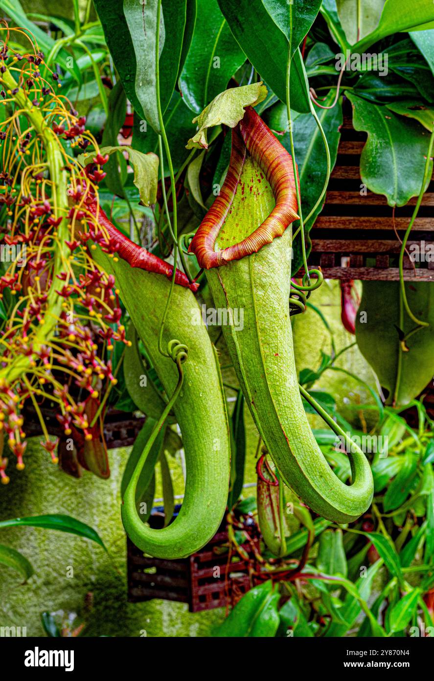 Die tropische Kannenpflanze Nepenthes Maxima, eine fleischfressende Pflanze. Stockfoto