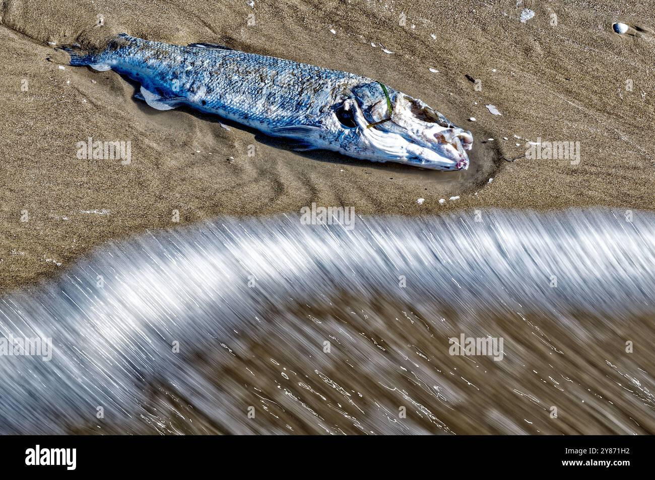 Tod. Ein angespülter toter Fisch liegt am Strand. Cavallino-Treporti ...