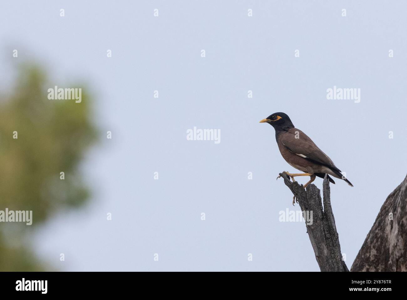 Gemeine Myna auf einem Stock Stockfoto