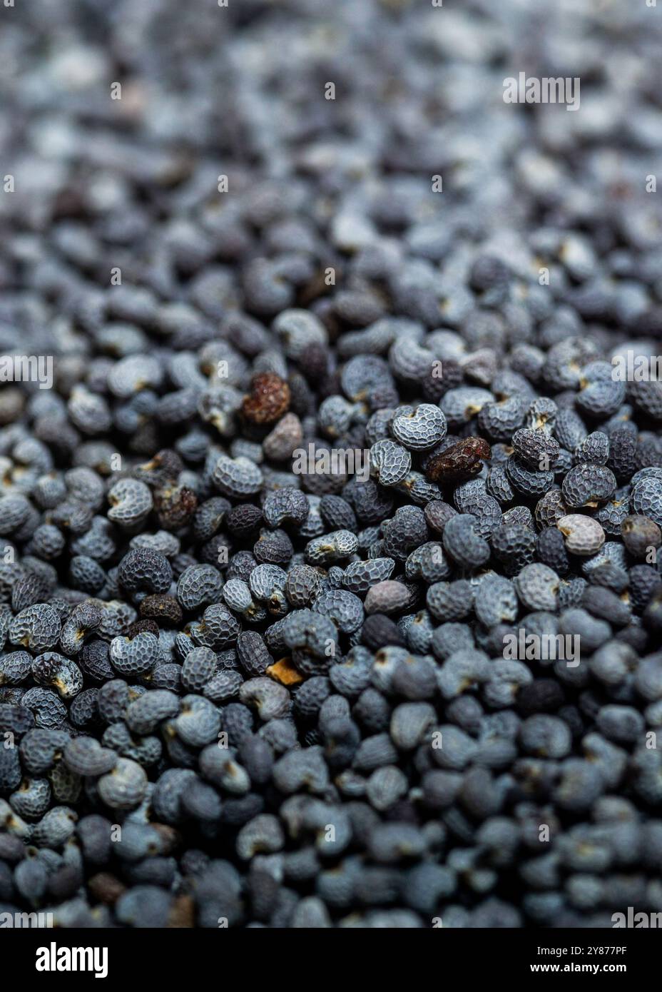 Mohnsamen aus der Nähe, Textur, Makro. Stockfoto