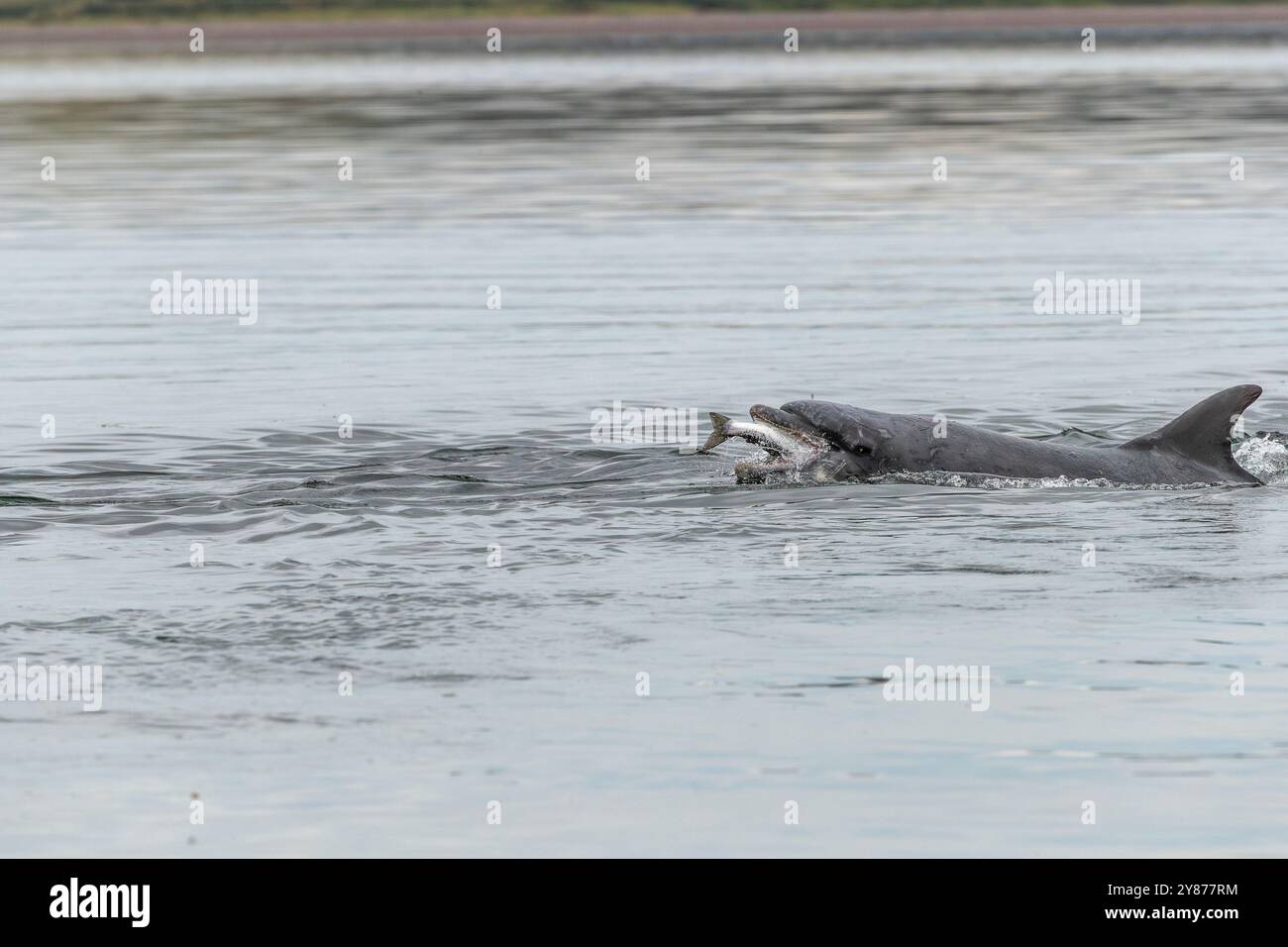 Großer Tümmler, der einen Lachs isst, Moray Firth, Schottland Stockfoto