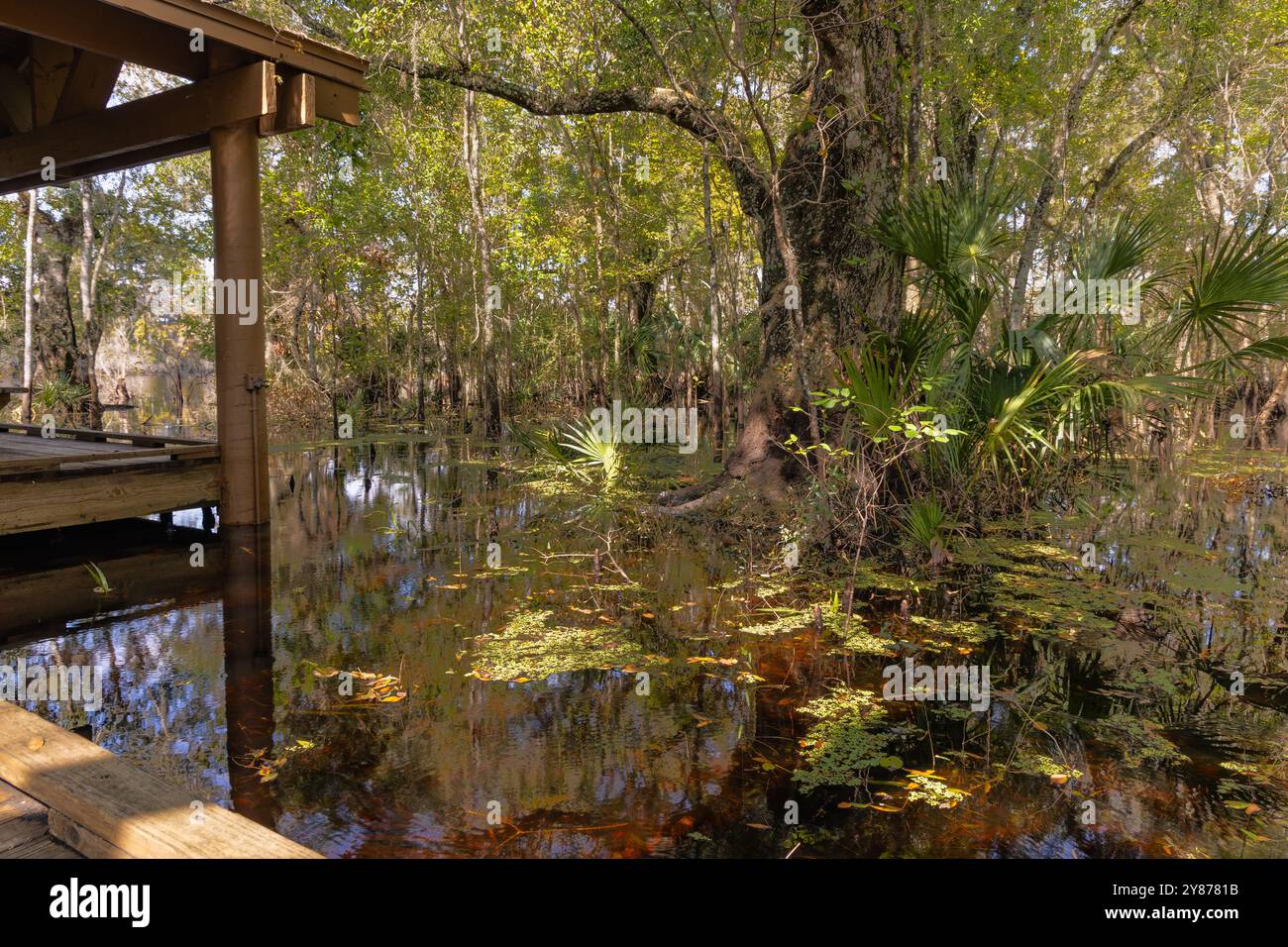 Das wunderschöne Herbstlaub und die Wasserwelt des schönen Hillsborough County Saltuce Lake Park in Tampa, Florida, USA Stockfoto