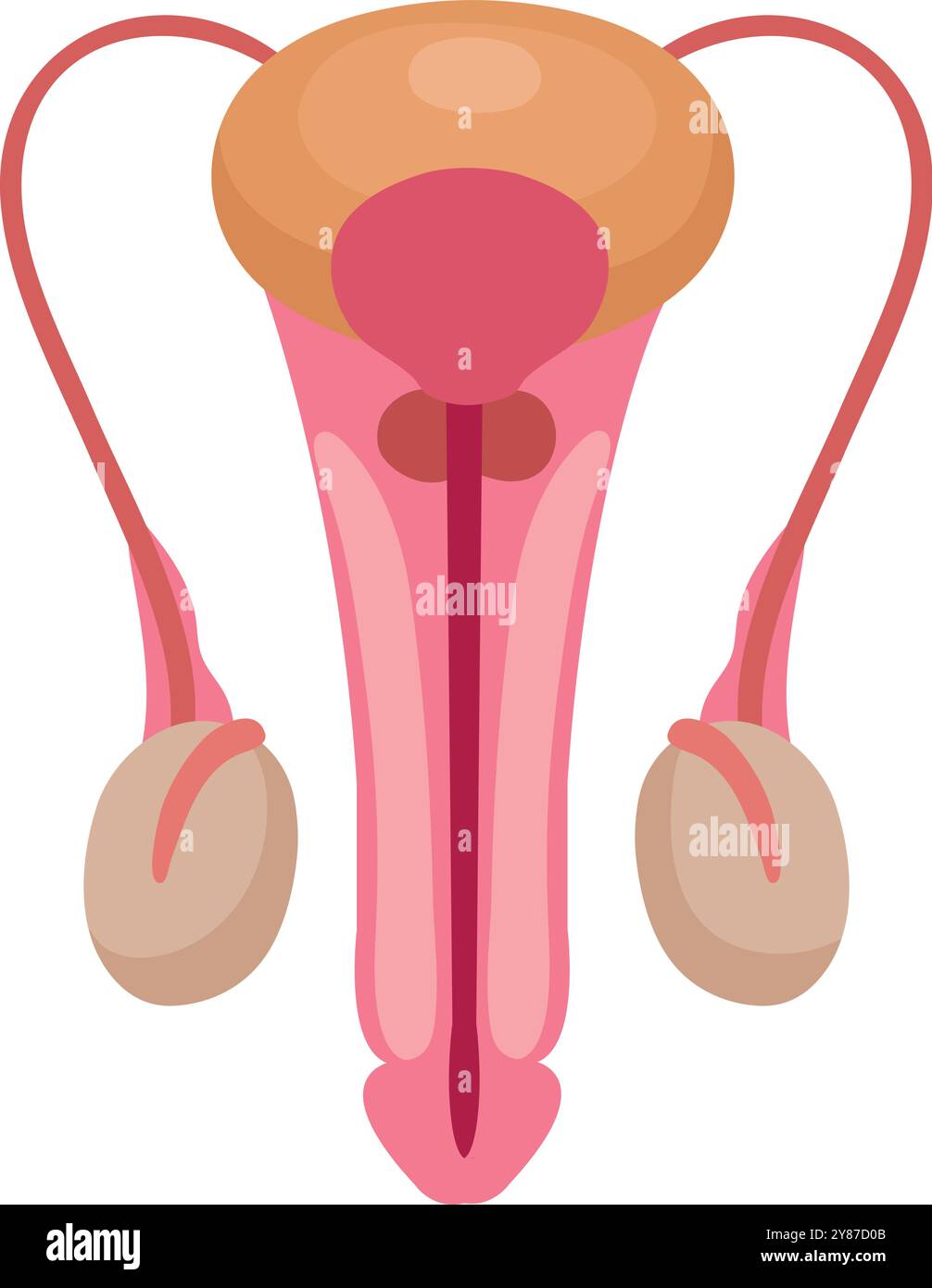 Abbildung des männlichen Fortpflanzungssystems. Harnorgananatomie Stock Vektor