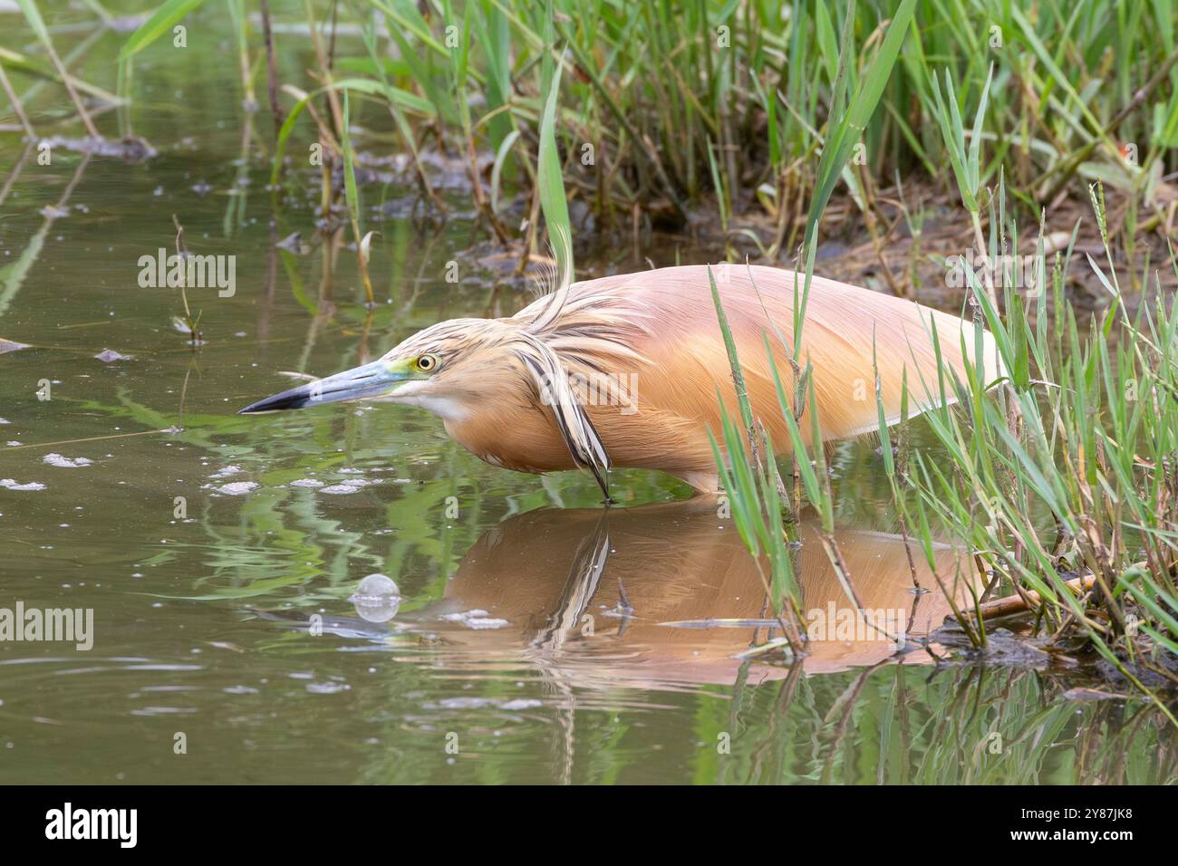 Squacco Reiher (Ardeola ralloides) Jagd in Feuchtgebieten in Limpopo, Südafrika Stockfoto